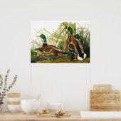 マラードダックバイジョンジェームズオードゥボン ポスター (キッチン)