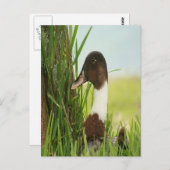 マラードダック写真 ポストカード (正面/裏面)