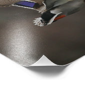 マラードダック飛行中 – 1 フォトプリント            (角)