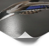 マラードダック飛行中 – 2 フォトプリント            (角)