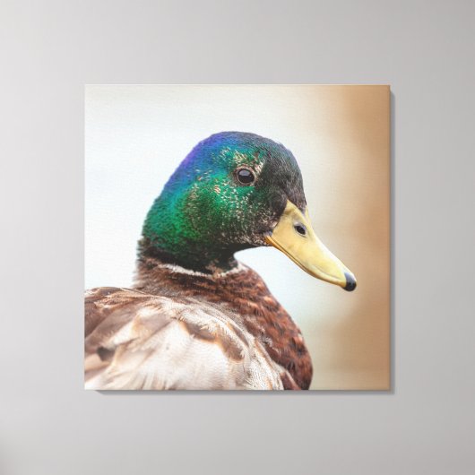 マラードダック キャンバスプリント (正面)