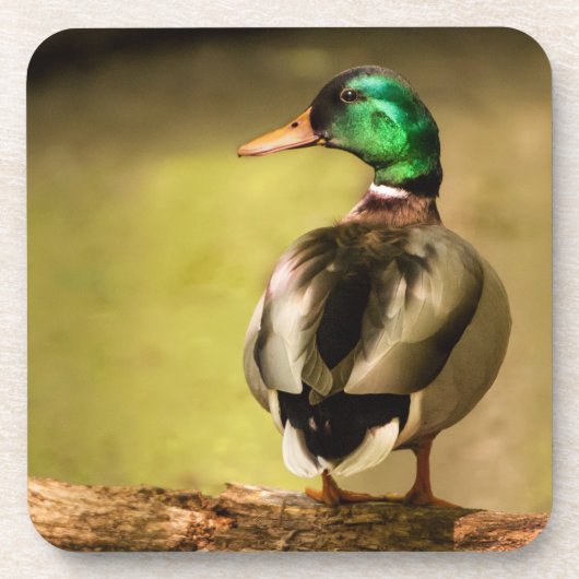 マラードダック コースター (正面)