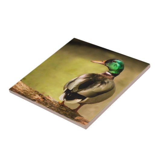 マラードダック タイル (側面)