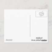 マラードダック ポストカード (裏面)