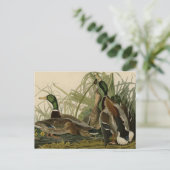 マラードダック ポストカード (スタンド正面)