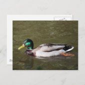 マラードダック ポストカード (正面/裏面)