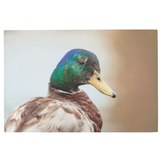 マラードダック メタルプリント (正面)