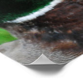 マラードポスター ポスター (角)