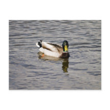 マラードレイク