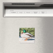 マラードレイク マグネット (インサイチュ (食洗機))