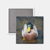 マラードレイク マグネット (正面/裏面)