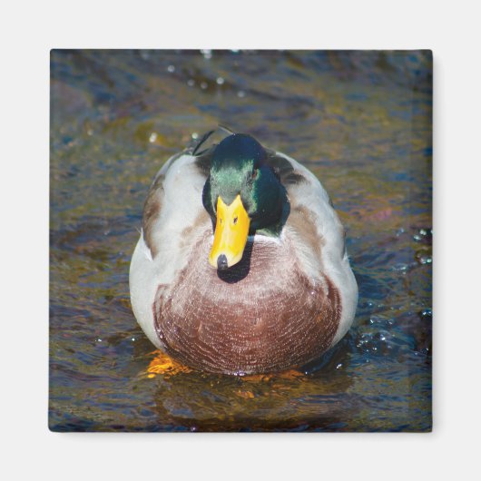 マラードレイク マグネット (正面)