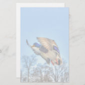 マラード飛んでいるダック・ドレイク野生生物写真 便箋 (正面/裏面)