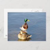 マラード2枚 ポストカード (正面/裏面)