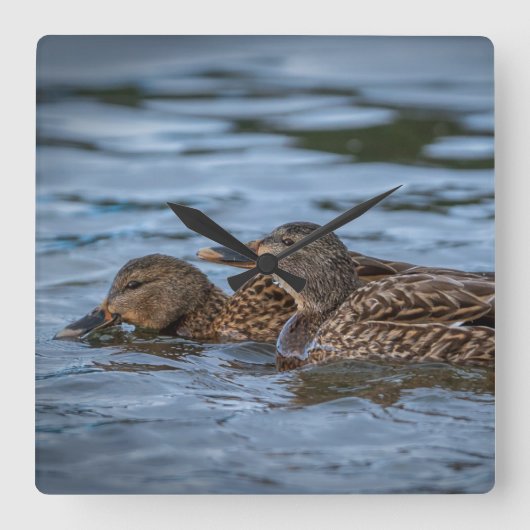 マラード·アヒルグリング スクエア壁時計 (正面)