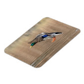 マラード・ダックが飛んでいる マグネット (左側)