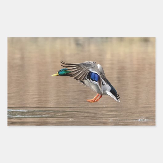 マラード・ダックが飛んでいる 長方形シール (正面)