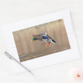 マラード・ダックが飛んでいる 長方形シール (封筒)