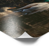 マラード・ダックス食べ物を与えズの写真プリント フォトプリント            (角)