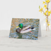 マラード・ダック。ウェールズ，カーディフ，ビュートパーク カード (黄色い花)