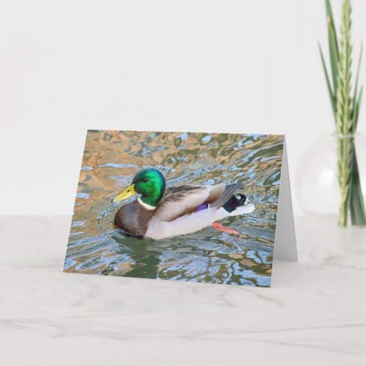 マラード・ダック。ウェールズ，カーディフ，ビュートパーク カード (正面)