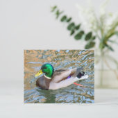 マラード・ダック。ウェールズ，カーディフ，ビュートパーク ポストカード (スタンド正面)