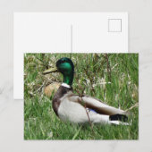 マラード・ダック・ドレイク・グリーンヘッド・イン・ザ・グラス ポストカード (正面/裏面)