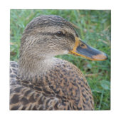 マラード・ダック・ヘン野生生物写真 タイル (正面)