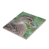 マラード・ダック・ヘン野生生物写真 タイル (側面)