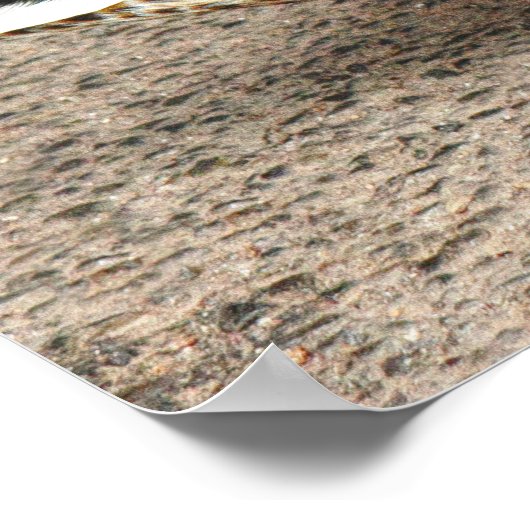 マラード・ダック。ロースパークレイク,カーディフ,ウェールズ ポスター (角)