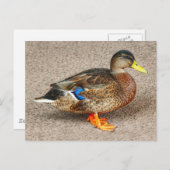 マラード・ダック。ロースパークレイク,カーディフ,ウェールズ ポストカード (正面/裏面)