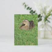 マラード・ヘン ポストカード (スタンド正面)