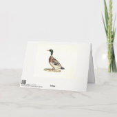 マラールまたは野生のアヒル(Anas platyrhynchos) カード (裏面)