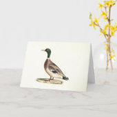 マラールまたは野生のアヒル(Anas platyrhynchos) カード (黄色い花)