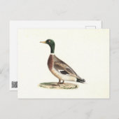 マラールまたは野生のアヒル(Anas platyrhynchos) ポストカード (正面/裏面)