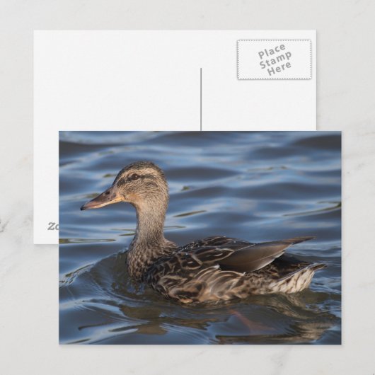 マラール ポストカード (正面/裏面)