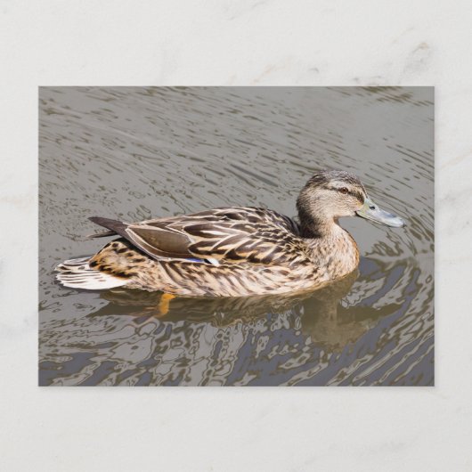 マラール ポストカード (正面)