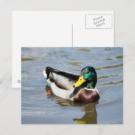 マラール ポストカード (正面/裏面)