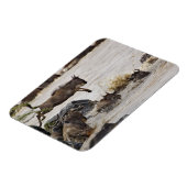 マラ川に飛び込むワイルド マグネット (左側)