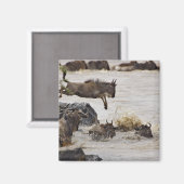 マラ川に飛び込むワイルド マグネット (正面/裏面)