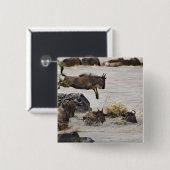 マラ川に飛び込むワイルド 缶バッジ (正面&裏面)