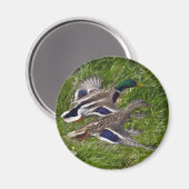 マラ飛んでいるード マグネット (正面/裏面)