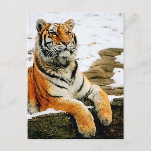  – マラ –  ポストカード (正面)