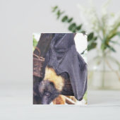 マリアナのオオコウモリ ポストカード (スタンド正面)