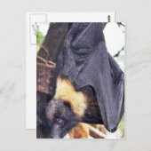 マリアナのオオコウモリ ポストカード (正面/裏面)