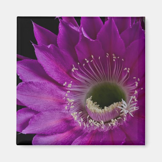 マリアピアッザ開花 マグネット (正面)