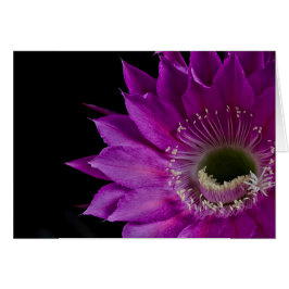 マリアピアッツァサクタスフラワーイン開花