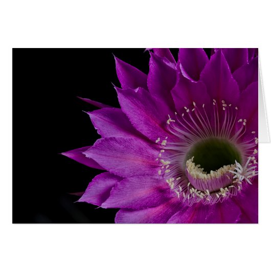 マリアピアッツァサクタスフラワーイン開花 (正面横)