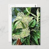 マリアンヌノースオレアリアアルゴフィラ ポストカード (正面/裏面)