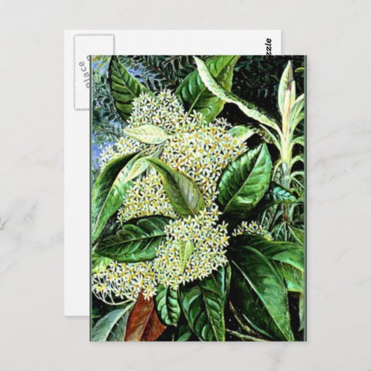 マリアンヌノースオレアリアアルゴフィラ ポストカード (正面/裏面)